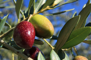 Olive oil tourism_Subbetica